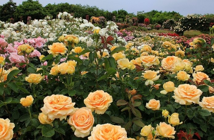  Keisei Rose Garden. , , 