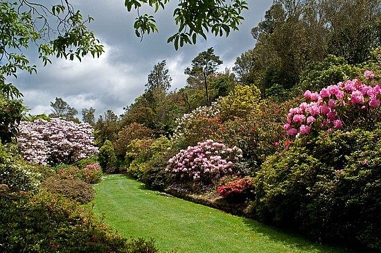  Pukeiti Rhododendron Gardens.  , ,   ,  