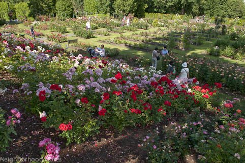  International Rose Test Garden.   , , , -  