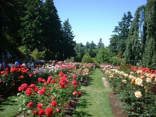  International Rose Test Garden.   , , , -  