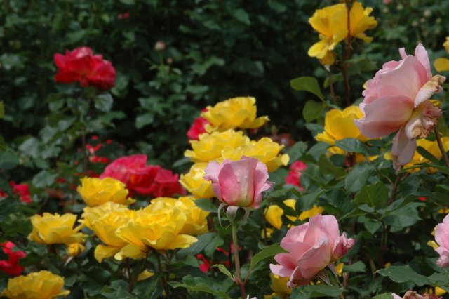  Woodland Park Rose Garden.   , , , Zoo acrd