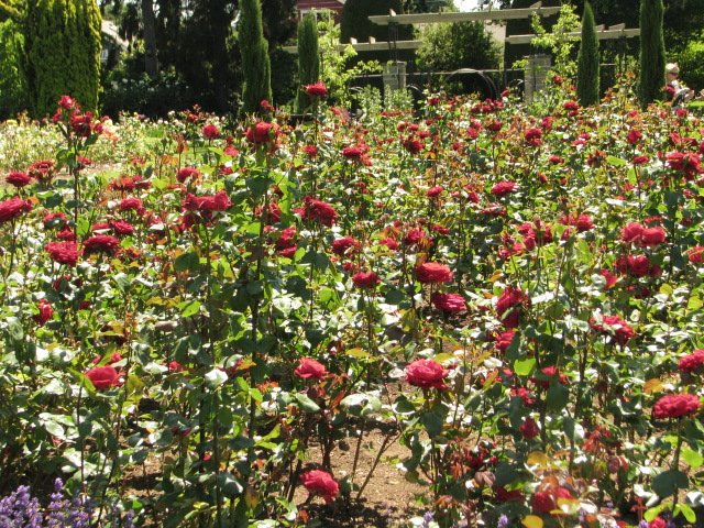  Woodland Park Rose Garden.   , , , Zoo acrd