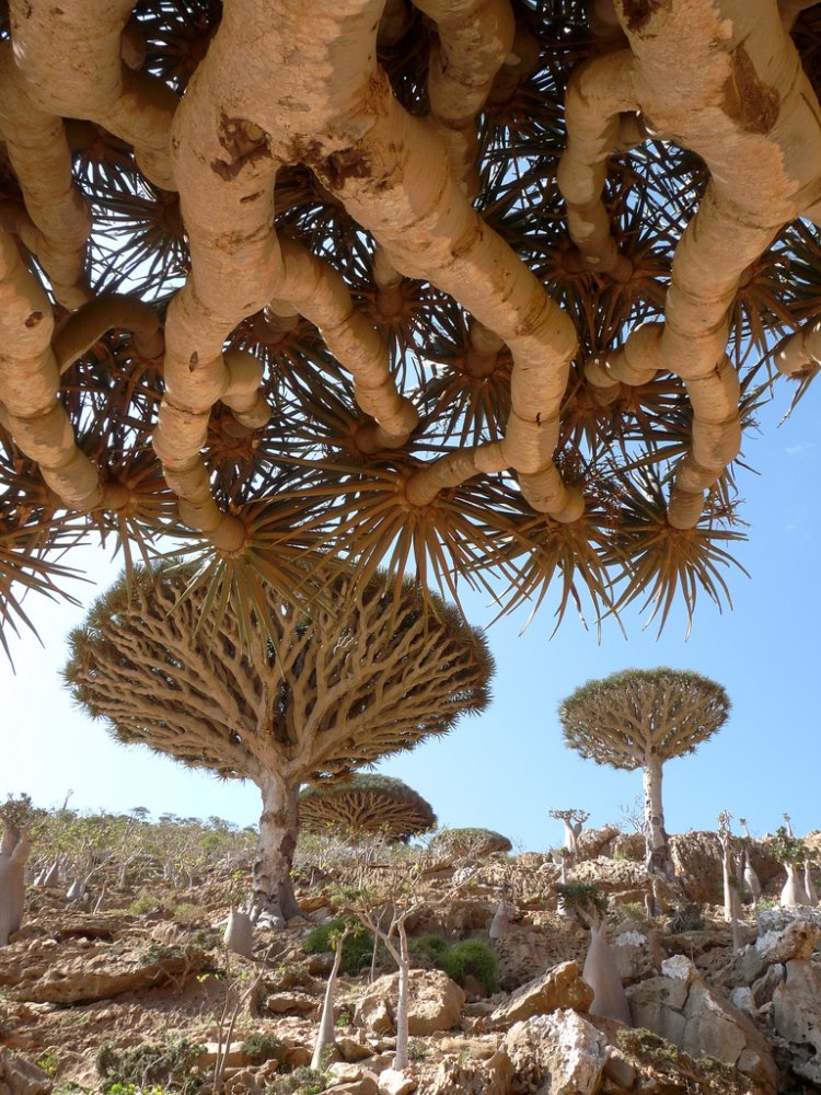 Фото остров Сокотра. Йемен, Hadramaut, Unnamed Road