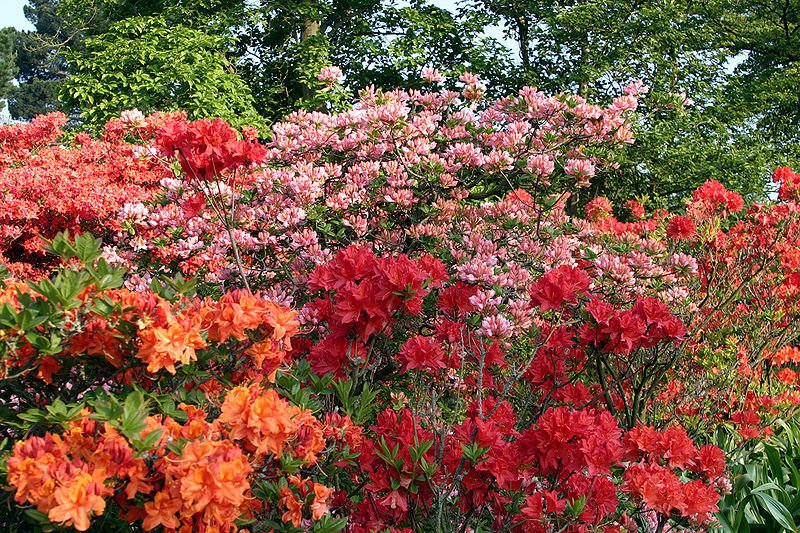    . , Borde Hill Garden, Jack Vass Cottages, 1