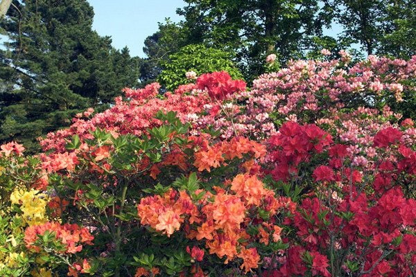    . , Borde Hill Garden, Jack Vass Cottages, 1