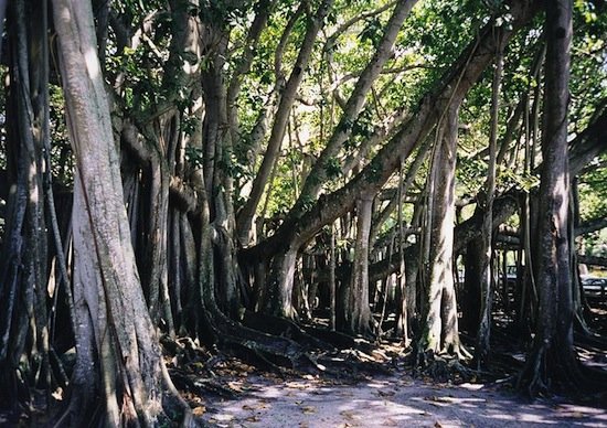 ���� ������� ������. �����, �������� ��������, ������, DS Lane