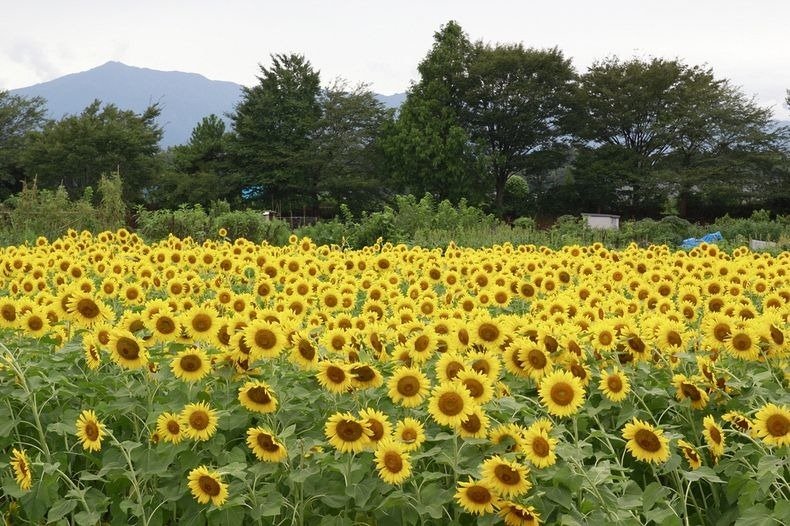   . , Hokkaido, Hokuryu-cho