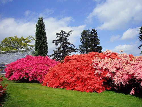    (Leonardslee Gardens). ,  , 