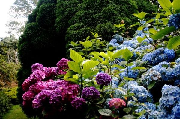    (Leonardslee Gardens). ,  , 