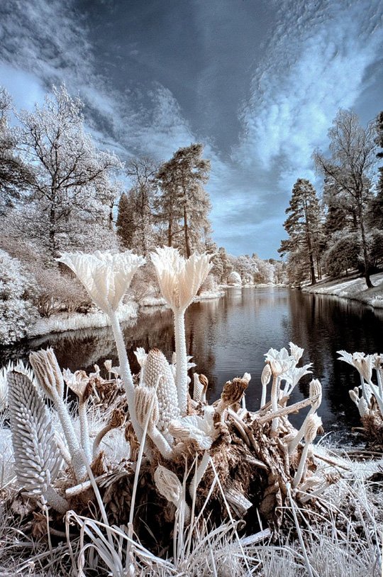    (Leonardslee Gardens). ,  , 