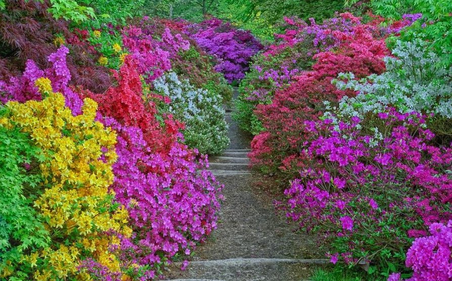    (Leonardslee Gardens). ,  , 