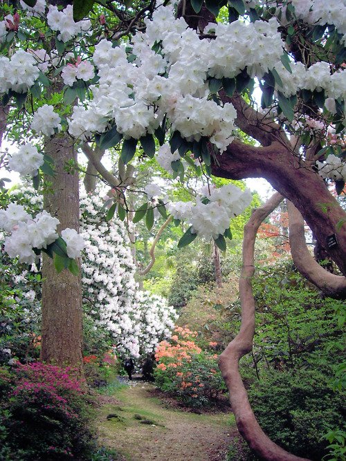    (Leonardslee Gardens). ,  , 