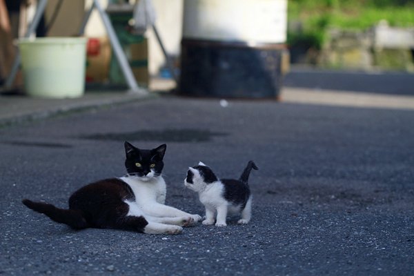   . , Miyagi-ken, Ishinomaki-shi