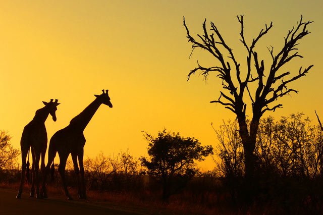    .  , Limpopo, Kruger National Park, H1-5