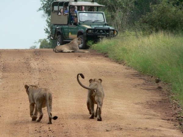    .  , Limpopo, Kruger National Park, H1-5