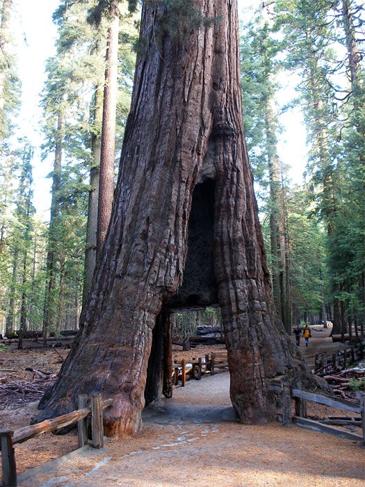    .   , California, Tioga Road